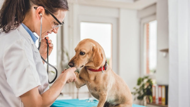 Quy trình chẩn đoán bệnh viêm da ở chó tại các cơ sở thú y