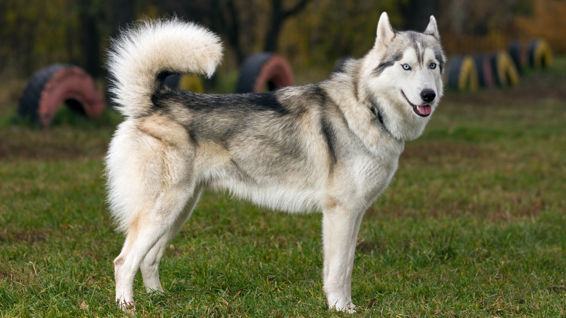 Husky thường có bộ lông dày hai lớp