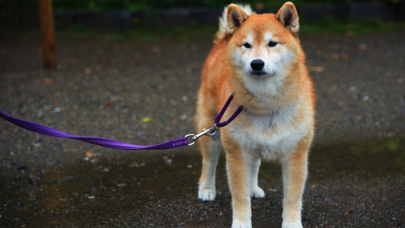 Akita Inu sở hữu vẻ ngoài oai vệ, đường bệ và mạnh mẽ