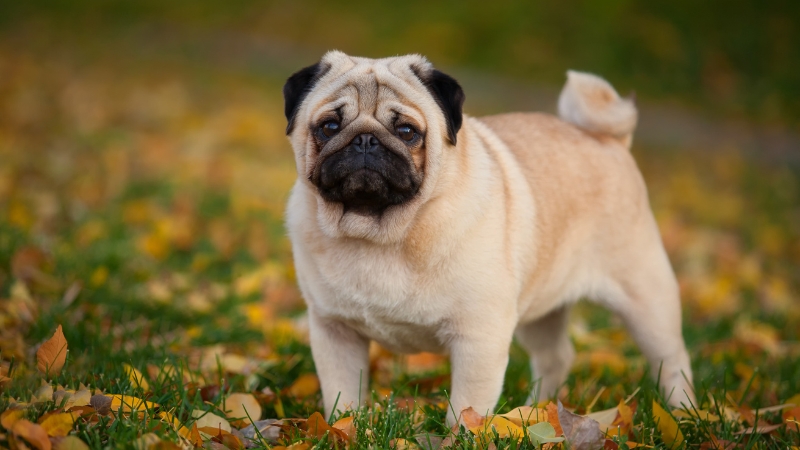 Pug gây thương nhớ bởi khuôn mặt xệ, nhiều nếp nhăn