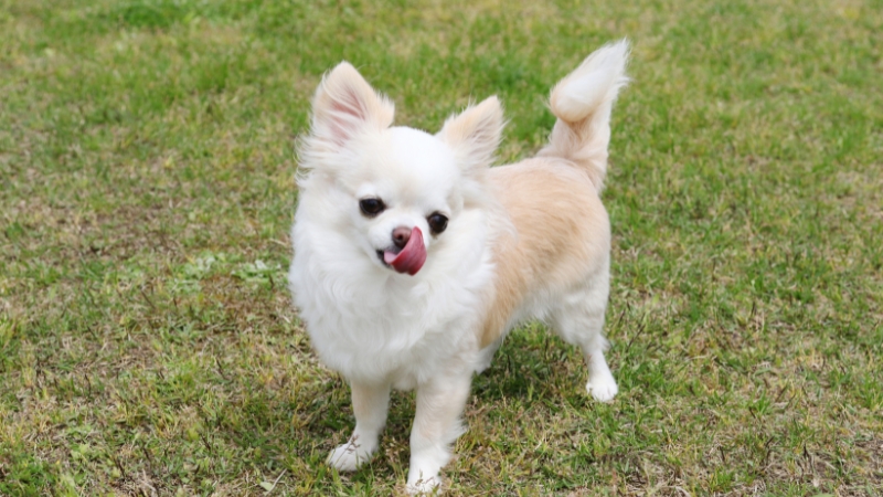 Chihuahua thường có đôi mắt to tròn, lồi và đôi tai lớn dựng đứng 