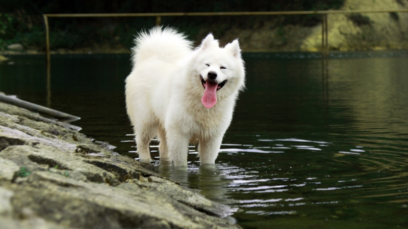 Samoyed thường được mệnh danh là "nàng bạch tuyết" bởi bộ lông trắng muốt