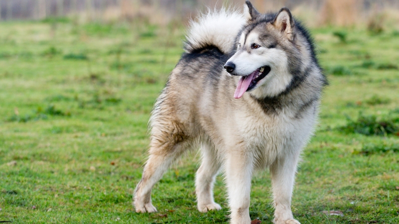 Alaska có vẻ ngoài tương tự Husky nhưng to lớn, vạm vỡ và khung xương chắc khỏe hơn