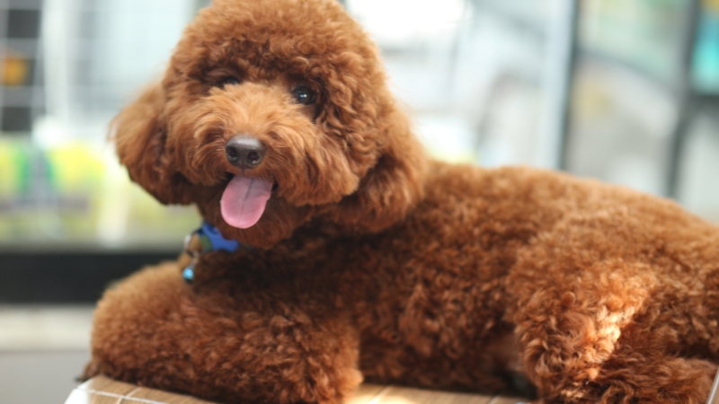 Poodle có điểm đặc trưng với bộ lông xoăn tít và dày