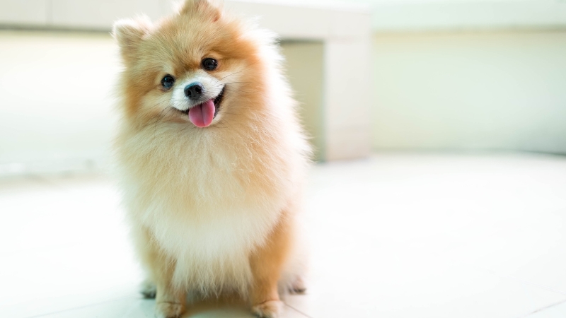 Pomeranian có kích thước nhỏ nhắn, xinh xắn và rất đáng yêu