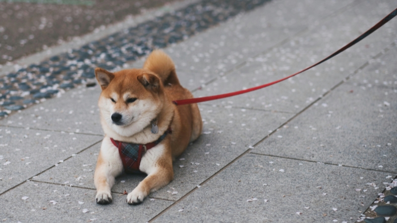 Shiba Inu có vẻ ngoài cân đối, nhanh nhẹn