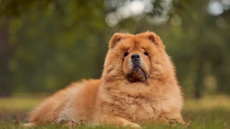 Chow Chow khá trầm tính và không đòi hỏi nhiều sự chú ý