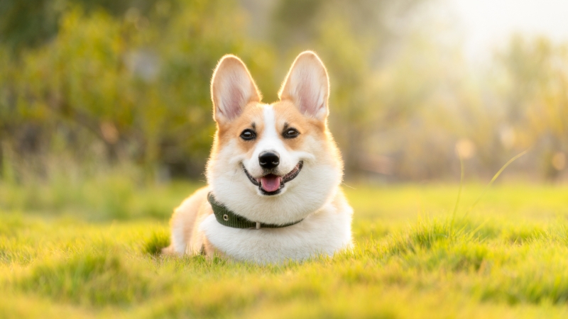 Corgi có gương mặt lanh lợi, thông minh