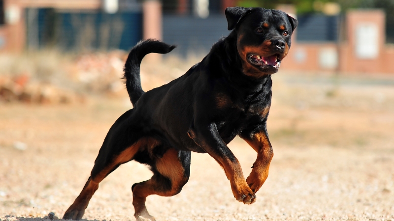 Rottweiler: Sức mạnh đi đôi với trí tuệ và lòng trung thành