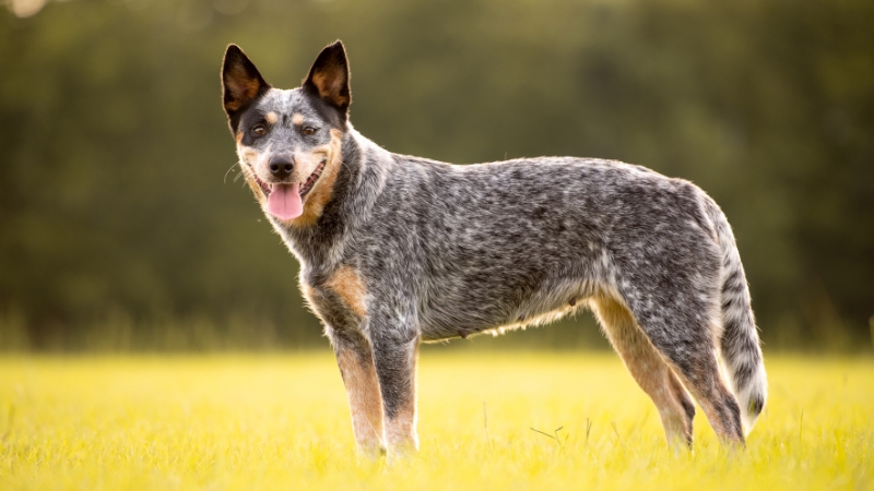 Australian Cattle Dog (Chó Bò Úc / Chó Lùn Xanh): Năng lượng dồi dào và bộ não nhạy bén