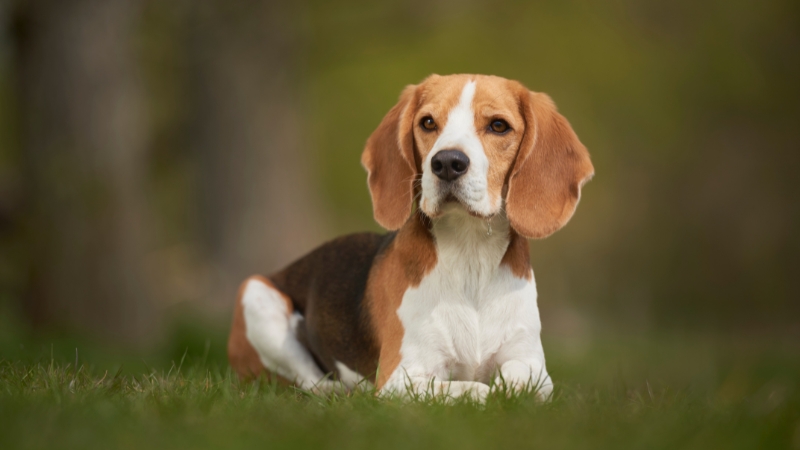 Beagle được đánh giá cao về sự nhạy bén, thông minh