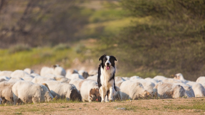 Border Collie đứng top đầu trong các giống chó thông minh nhất thế giới