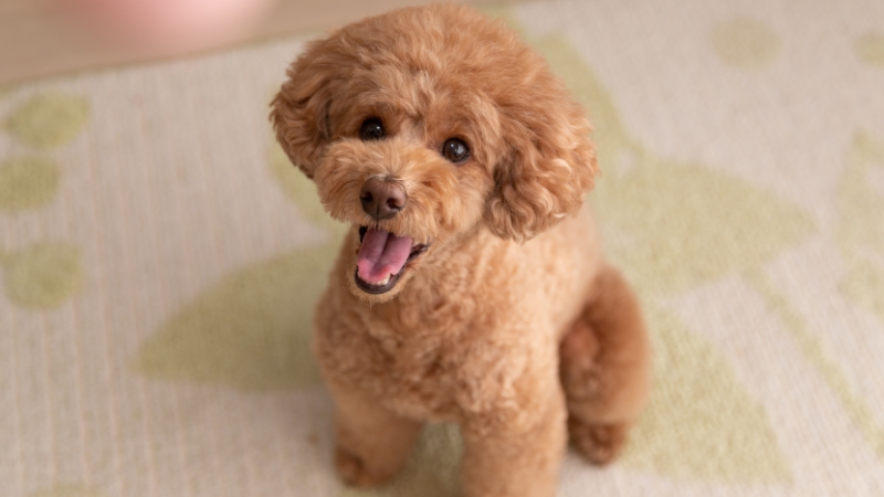 Poodle: Vẻ ngoài nhỏ nhắn, quý tộc với trí tuệ sắc bén