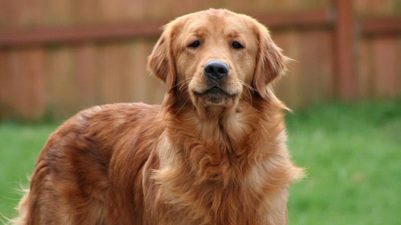 Golden Retriever không chỉ thân thiện, mà còn rất thông minh