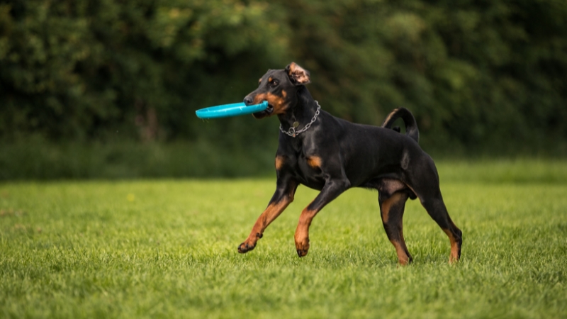Doberman Pinscher: Vệ sĩ thông minh và trung thành tuyệt đối