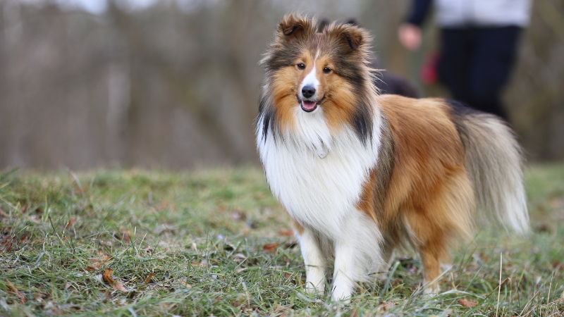 Shetland Sheepdog (Sheltie): Người bạn nhỏ nhắn với trí tuệ tuyệt vời