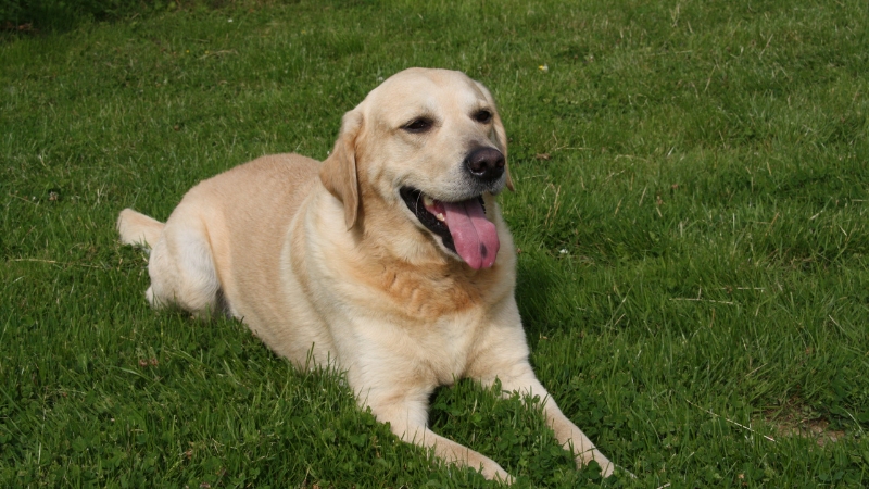 Labrador Retriever: Giống chó gia đình phổ biến và thông minh