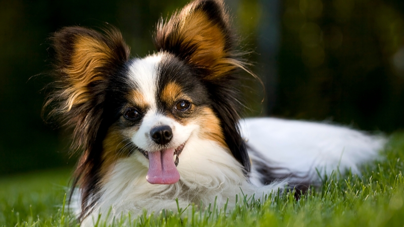Papillon là giống chó cảnh siêu nhỏ