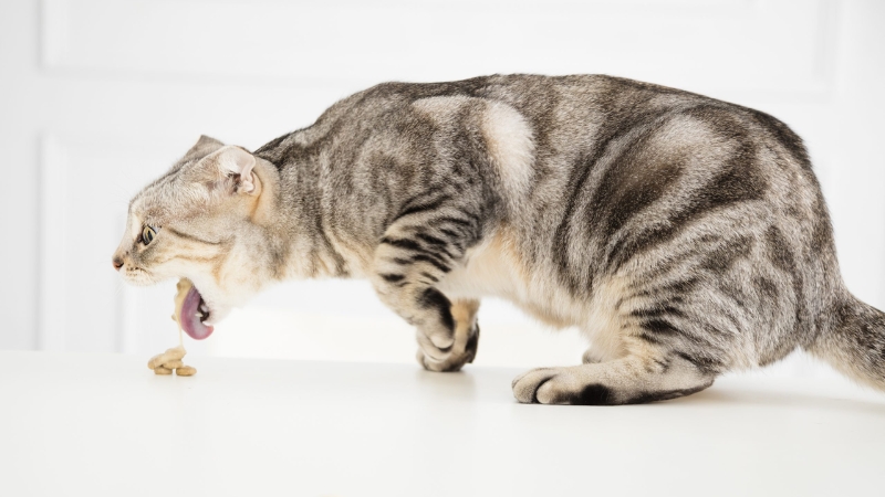 Giảm bạch cầu có thể gây ra các triệu chứng đường ruột như nôn mửa