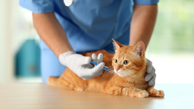 Tiêm phòng vaccine đầy đủ và đúng lịch trình là lá chắn vững chắc nhất để bảo vệ mèo khỏi virus FPV