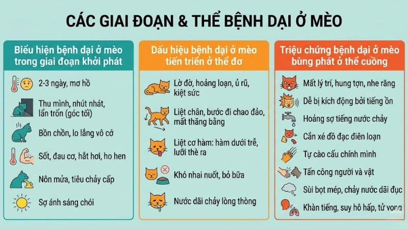 Nhận biết sớm các triệu chứng bệnh dại ở mèo qua từng giai đoạn