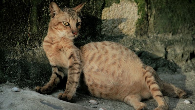 Bệnh FIP (Feline Infectious Peritonitis) hay còn gọi là viêm phúc mạc truyền nhiễm ở mèo