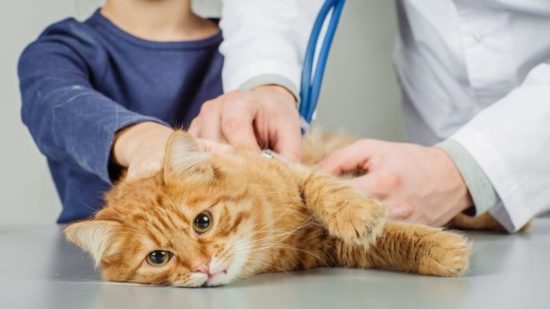 Mèo có thể bị bệnh suy giảm miễn dịch (FIV)