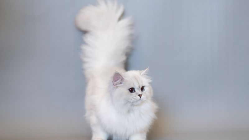 Mèo có lông dài thường đối diện với nguy cơ cao mắc các bệnh về thận khi bước qua độ tuổi lên 7.