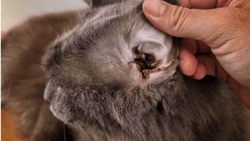 Rận tai là một trong những tình trạng bệnh lý phổ biến nhất mà cộng đồng nuôi mèo thường xuyên phải đối mặt