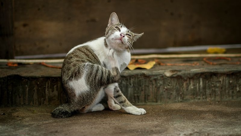 Dấu hiệu rõ rệt nhất là việc mèo liên tục lắc đầu, gãi