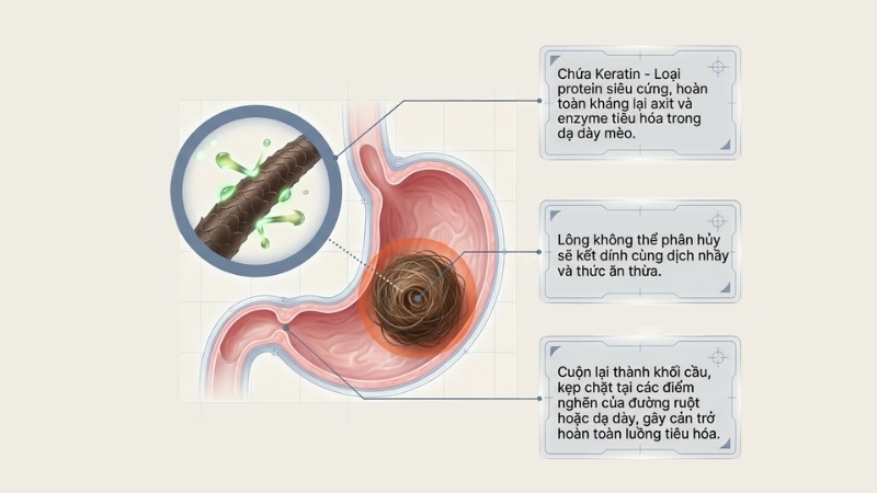 Búi lông ở mèo hay còn gọi là hairball