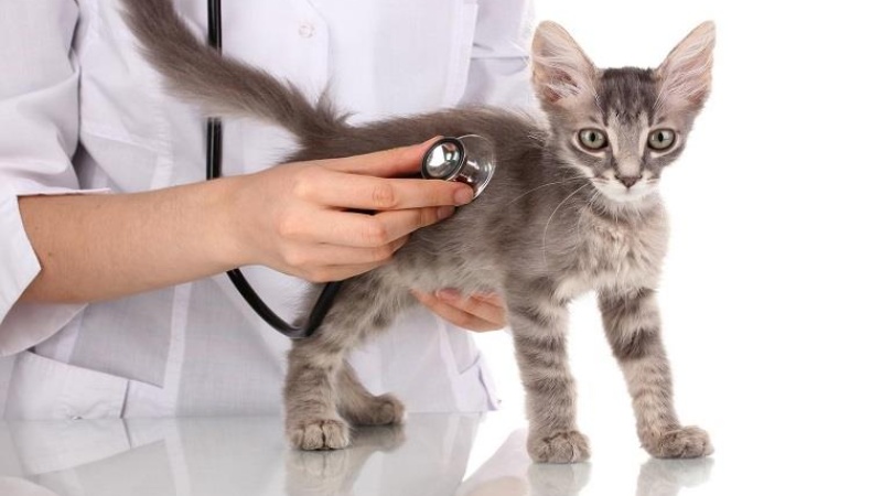 Nhờ đến sự can thiệp của bác sĩ thú y