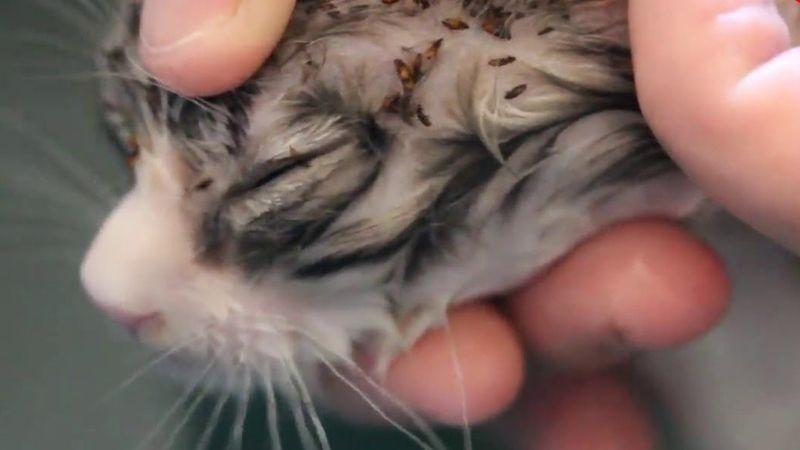 bọ chét mèo mang tên khoa học là Ctenocephalides felis
